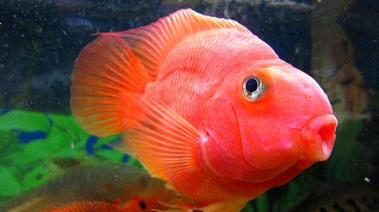 鹦鹉鱼哪种不打架,三条鹦鹉鱼总打架