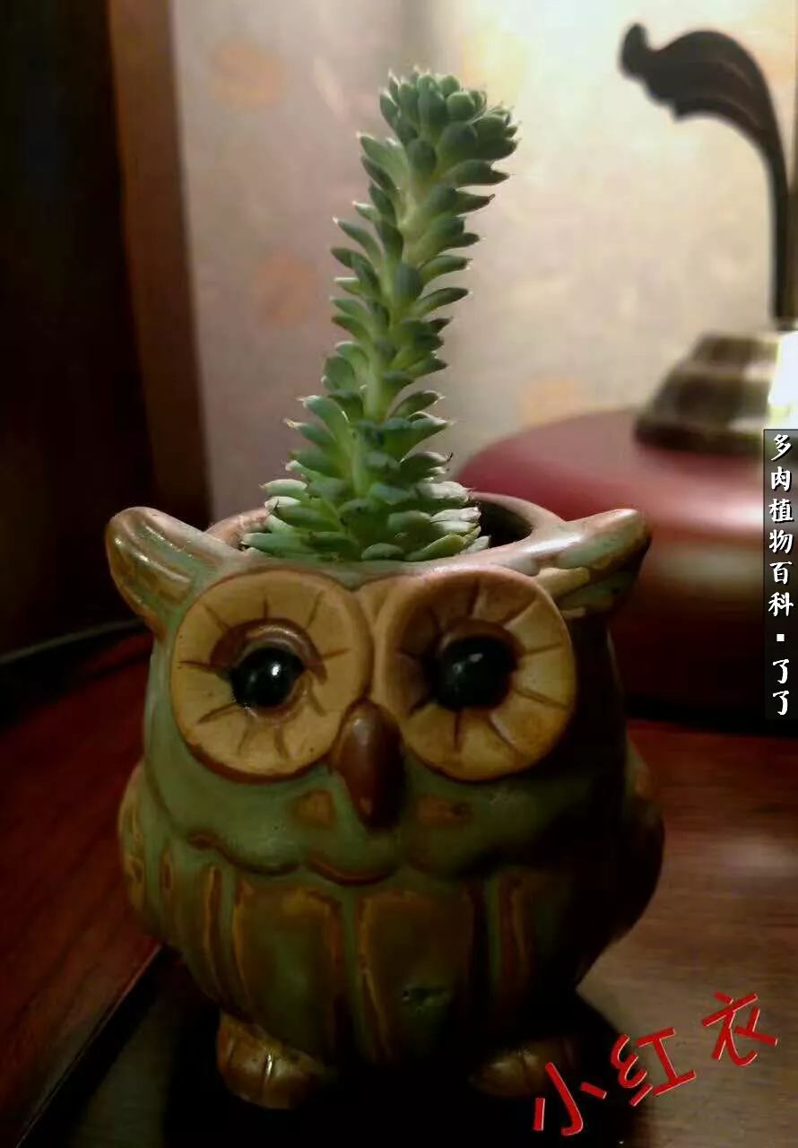 做足了功课养多肉,不用操心就能养好的多肉