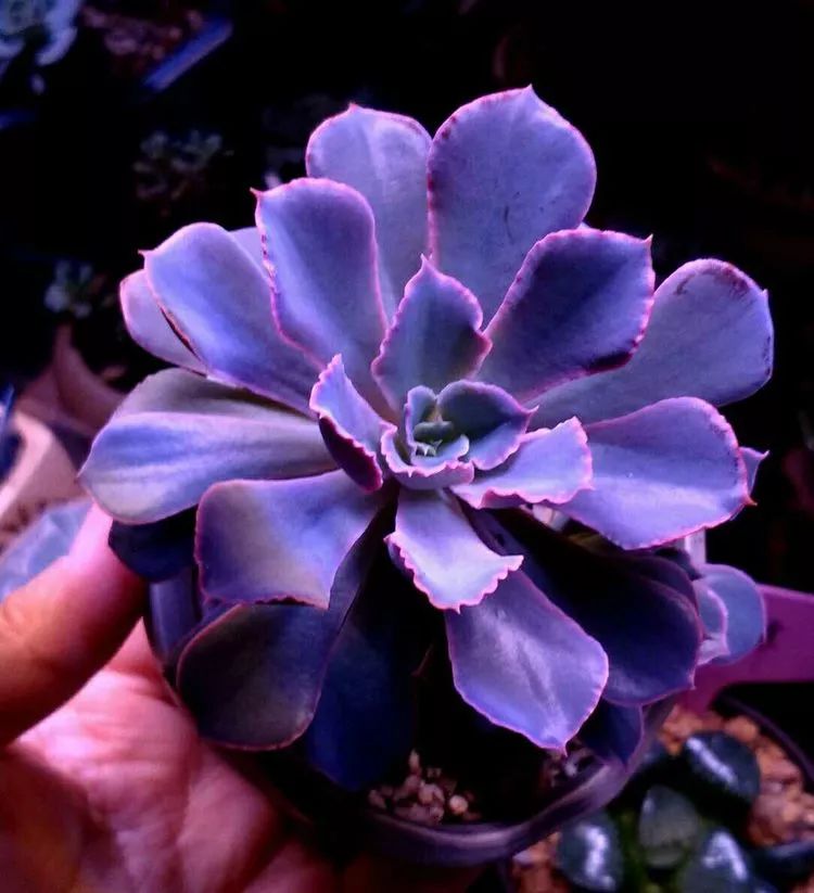 做足了功课养多肉,不用操心就能养好的多肉