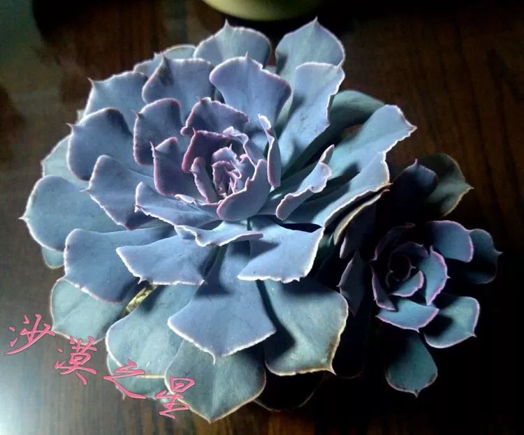 做足了功课养多肉,不用操心就能养好的多肉