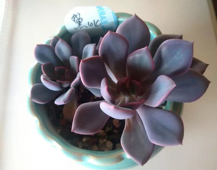 做足了功课养多肉,不用操心就能养好的多肉