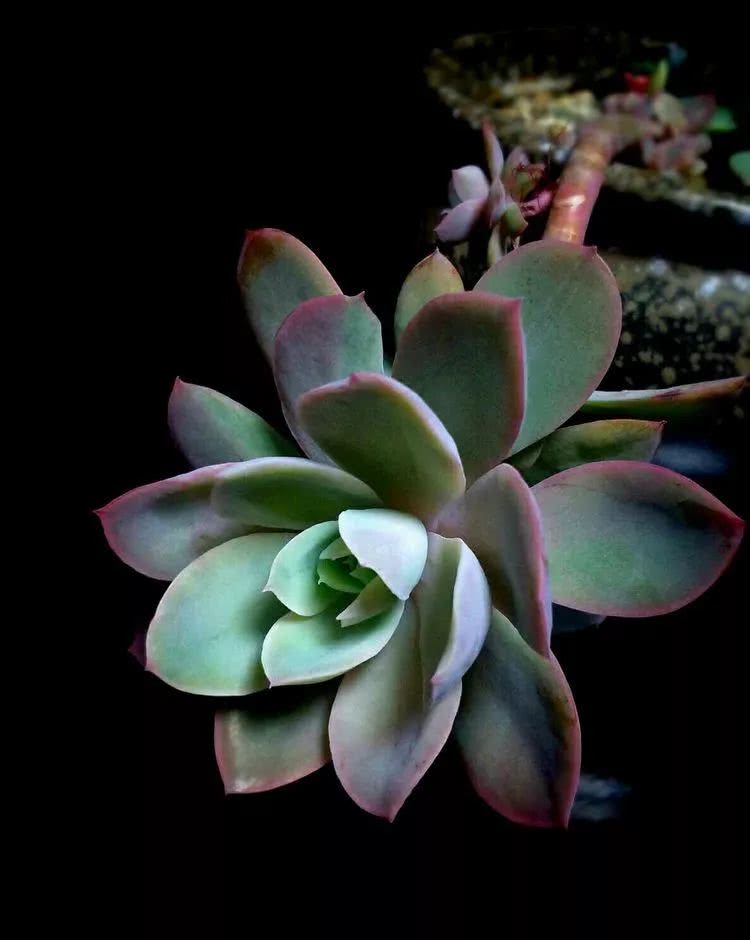 做足了功课养多肉,不用操心就能养好的多肉