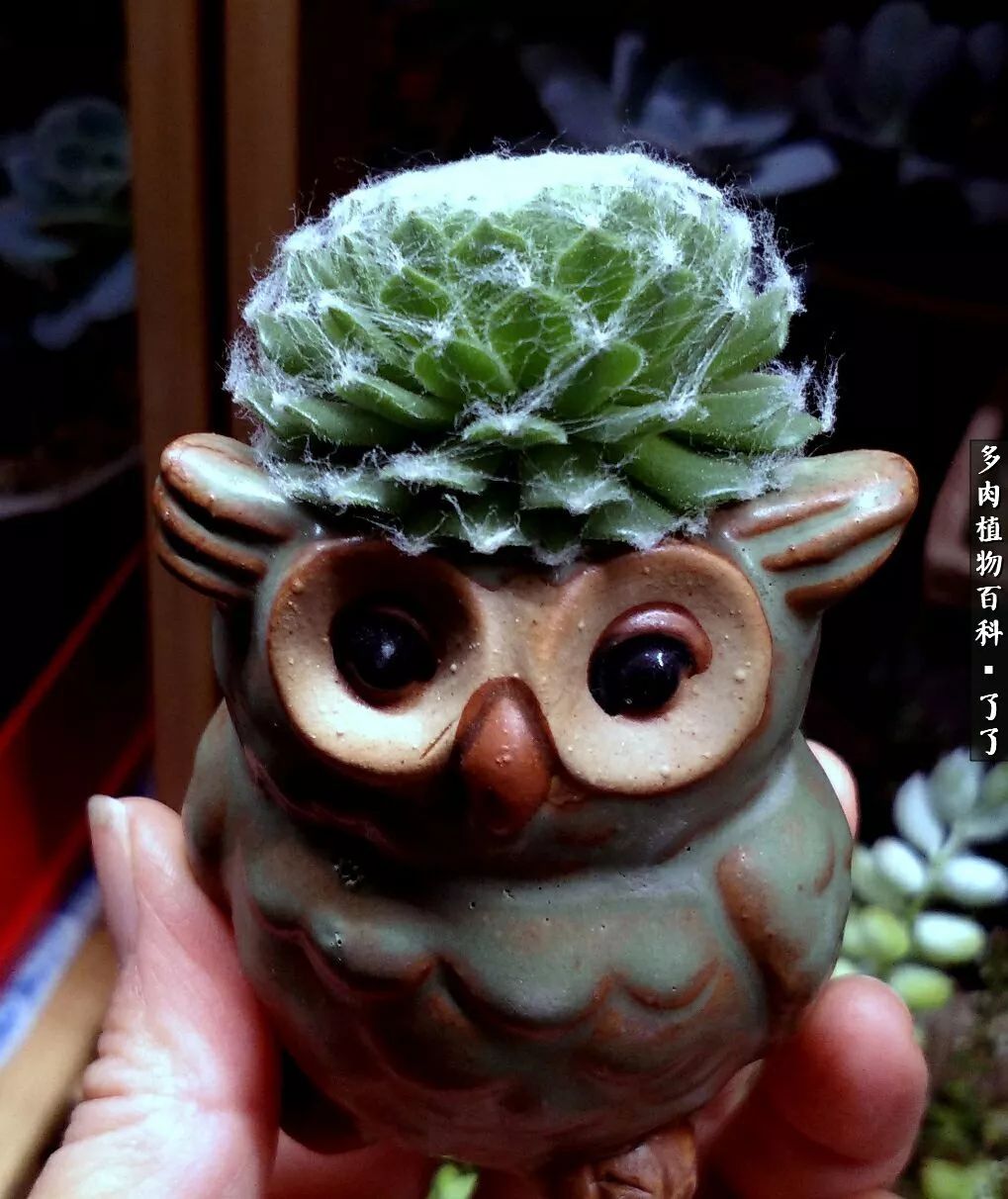 做足了功课养多肉,不用操心就能养好的多肉