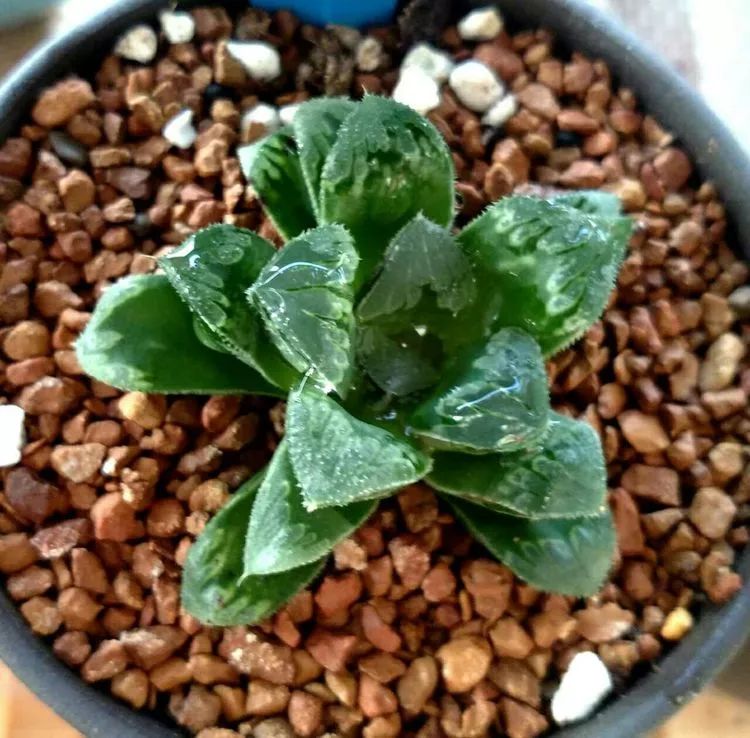 做足了功课养多肉,不用操心就能养好的多肉