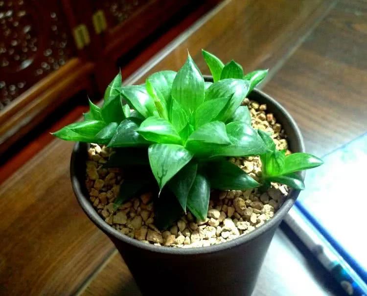 做足了功课养多肉,不用操心就能养好的多肉