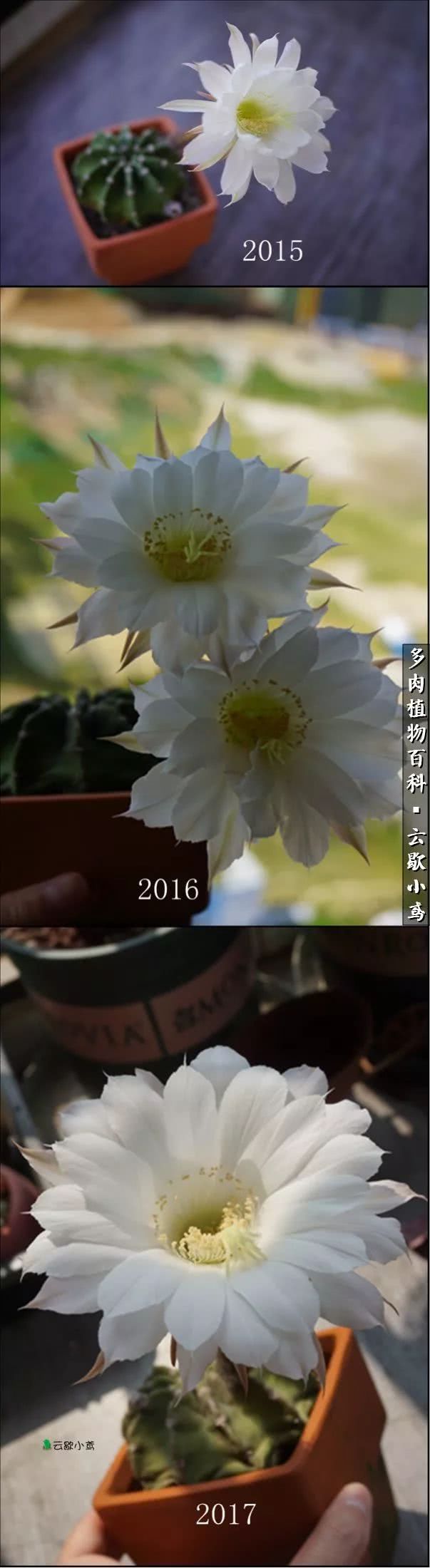 不负人间风月,不负人间风月创作的原声