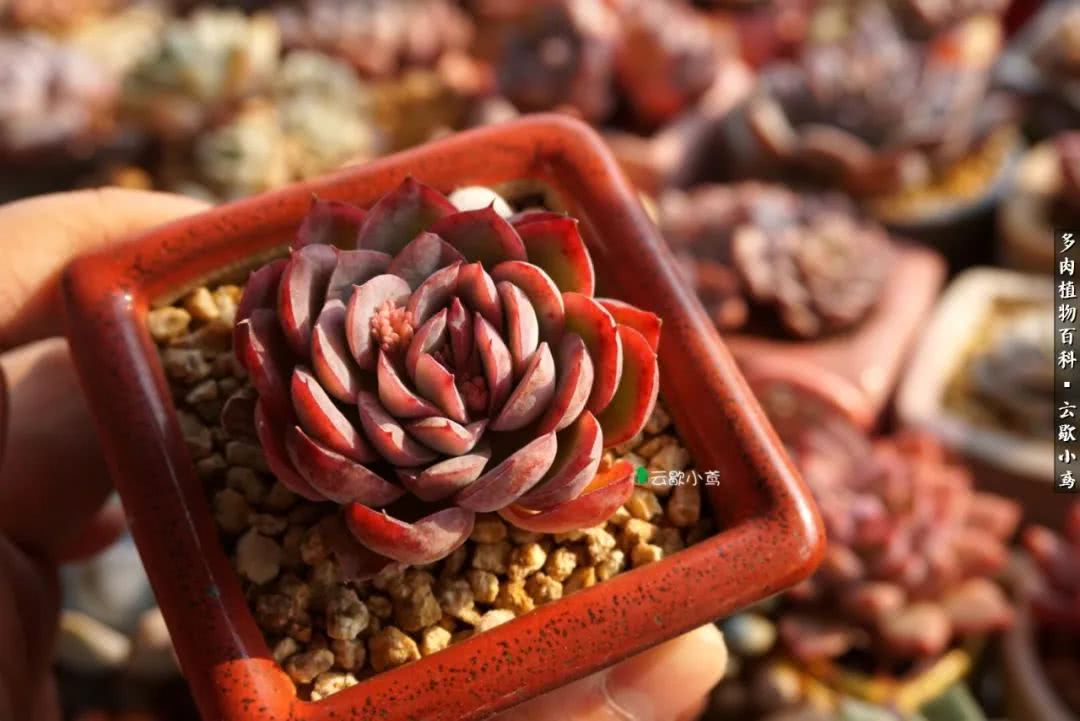 不负人间风月,不负人间风月创作的原声