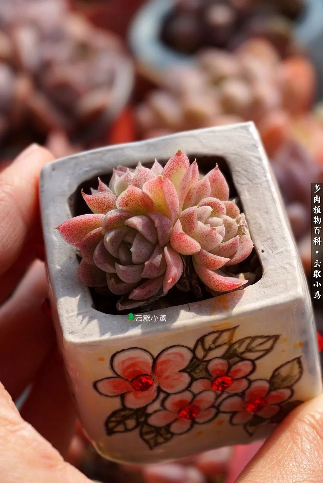 不负人间风月,不负人间风月创作的原声