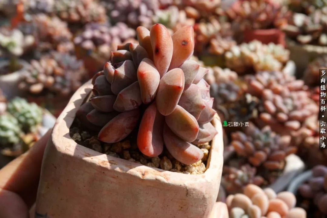 不负人间风月,不负人间风月创作的原声