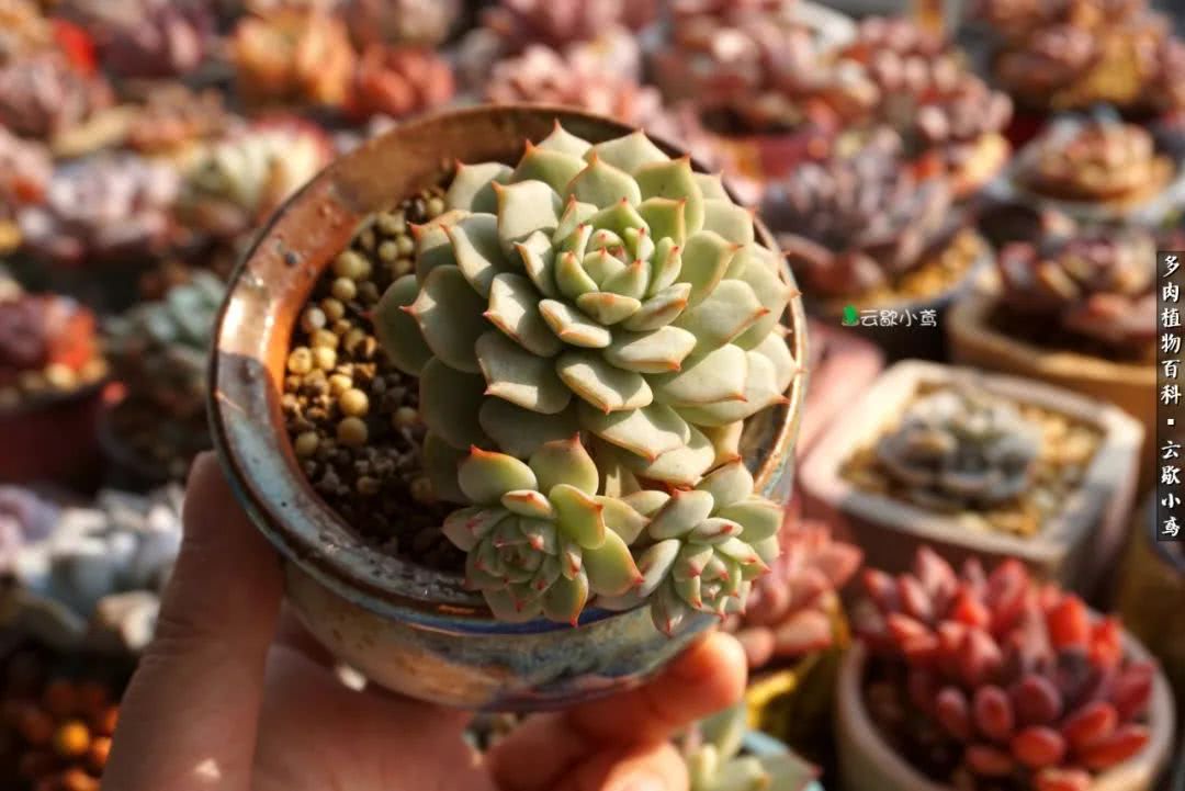 不负人间风月,不负人间风月创作的原声