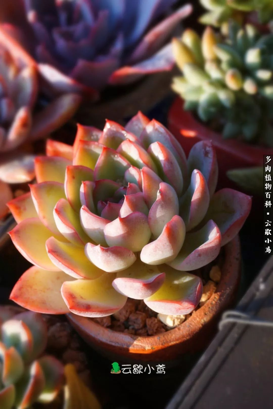 不负人间风月,不负人间风月创作的原声