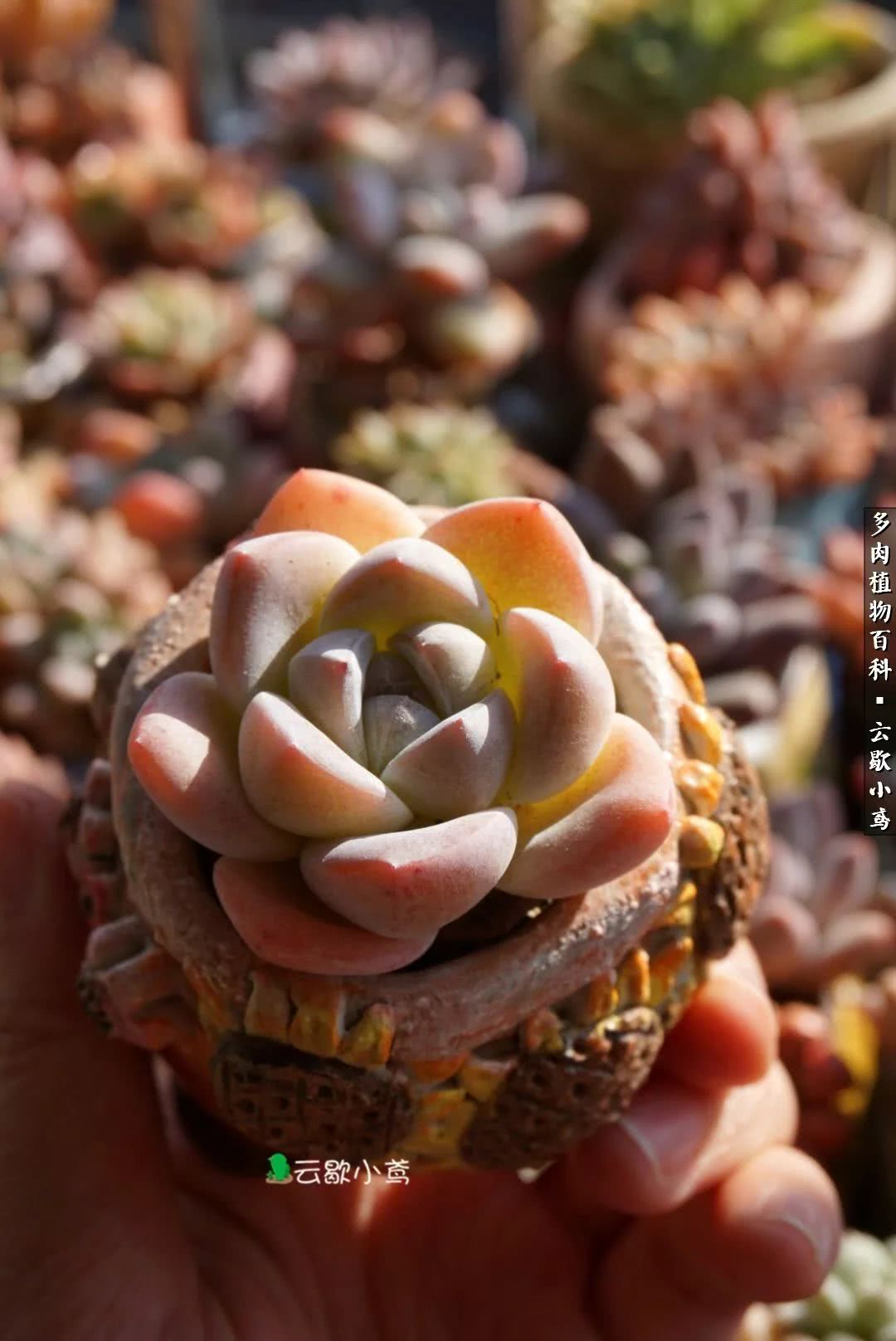 不负人间风月,不负人间风月创作的原声