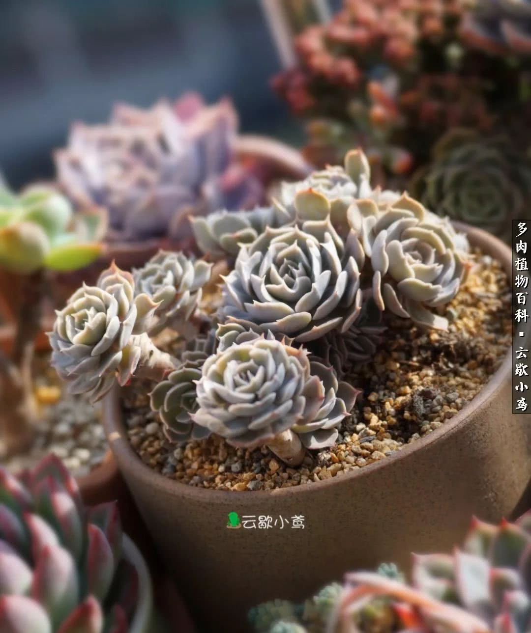 不负人间风月,不负人间风月创作的原声