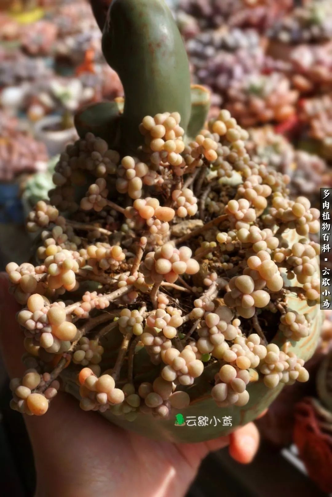 不负人间风月,不负人间风月创作的原声