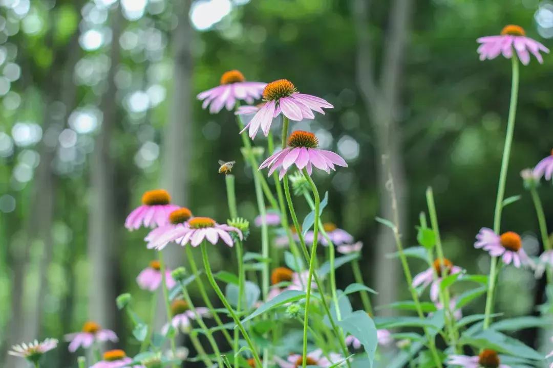 春日吟春风诗句,春天杏花开的唯美诗句