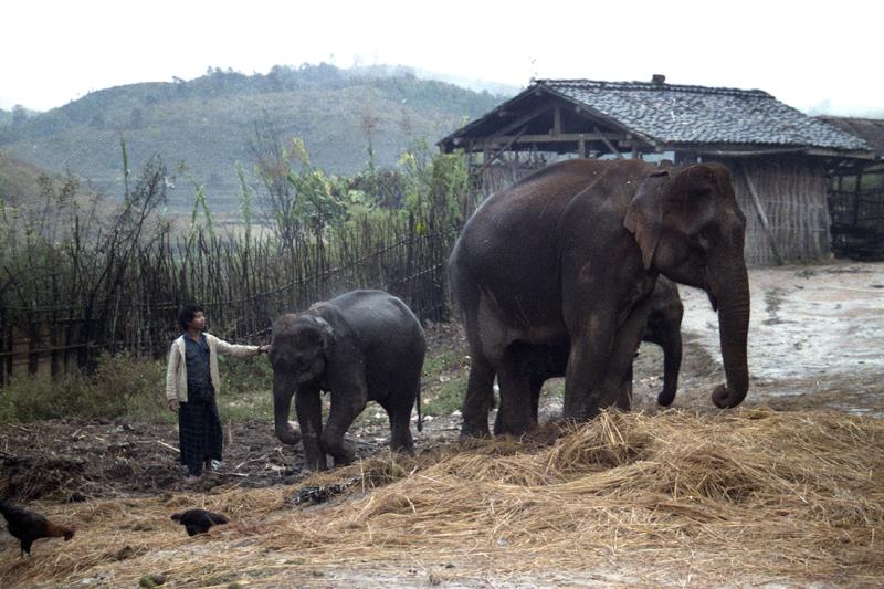 云南赶街场面描写,云南赶街赶集视频