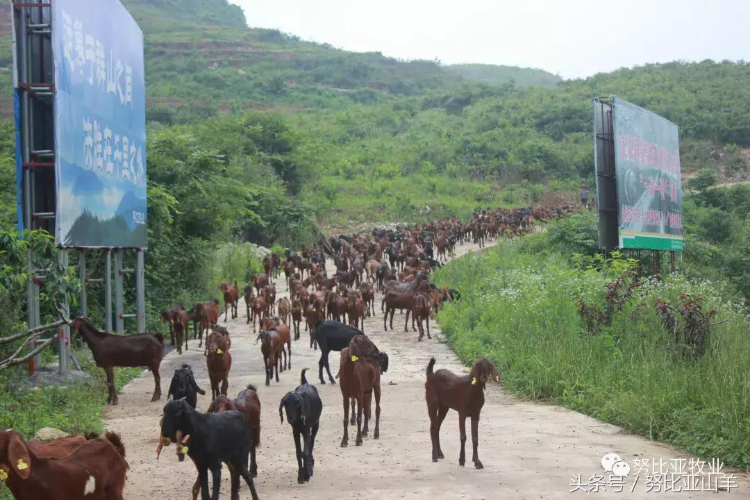 所有的羊都是什么样的,你知道羊都有哪些类型吗