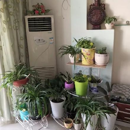 装修简单也是一种美,有一种装修叫爸妈的审美