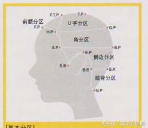 美发头部分区图,理发时头部分区名称