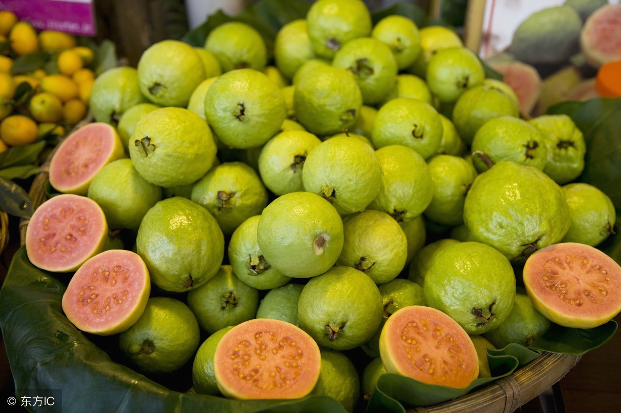 芭乐番石榴种植园转让,增城红心芭乐种植基地