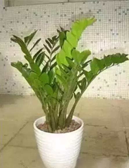 家养绿植花卉施什么肥,花卉绿植养殖方法测评