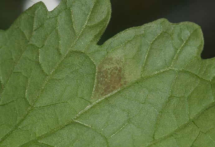 多抗霉素治疗番茄叶霉病吗,番茄叶霉病是真菌还是细菌