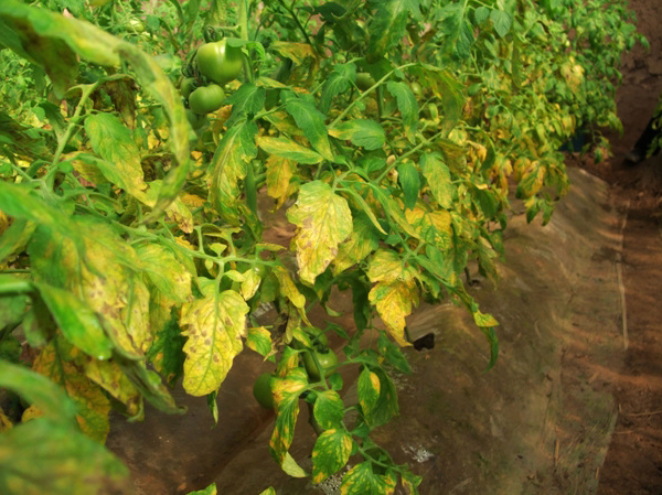 多抗霉素治疗番茄叶霉病吗,番茄叶霉病是真菌还是细菌