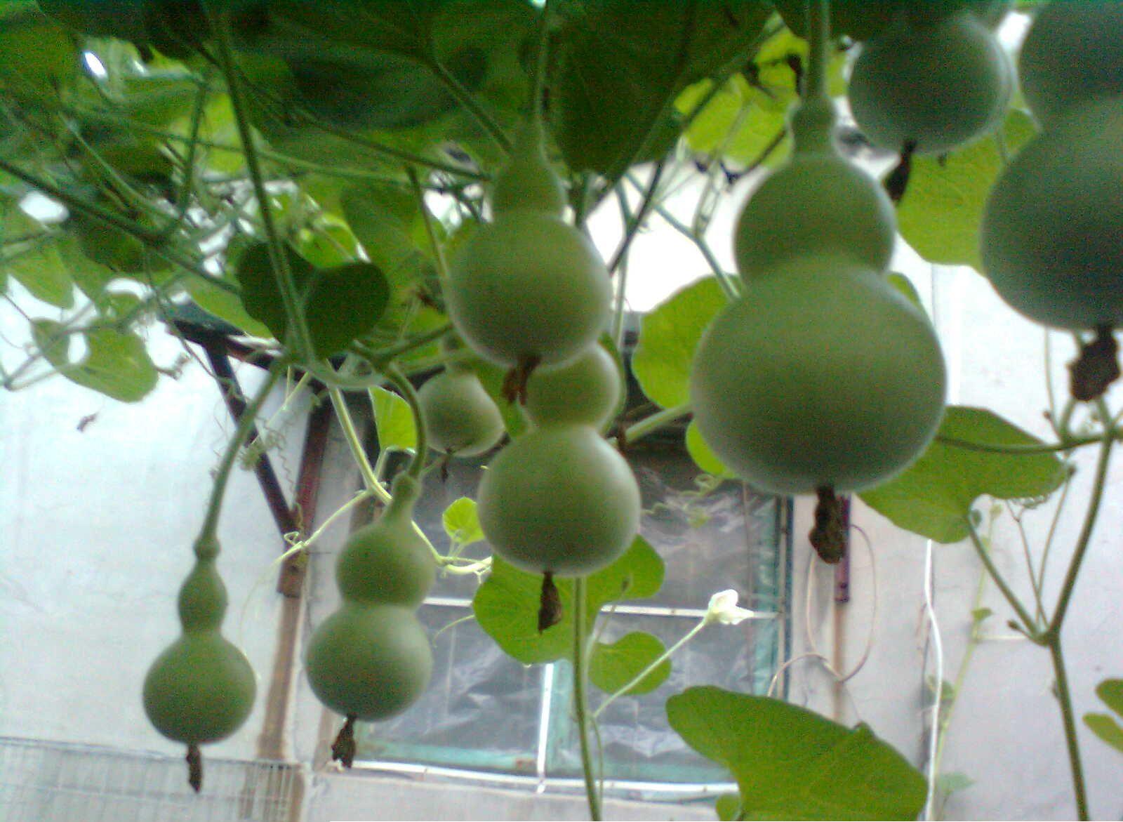 新手应该种怎么样的葫芦,种好的葫芦怎么才能让它成形