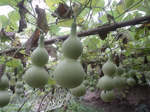 新手应该种怎么样的葫芦,种好的葫芦怎么才能让它成形