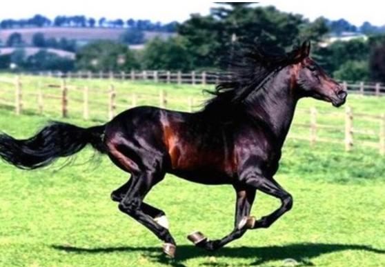 汗血宝马能买几辆兰博基尼,进口宝马和汗血马