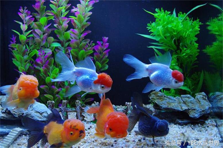 金鱼水质要求有哪些,金鱼对水质要求