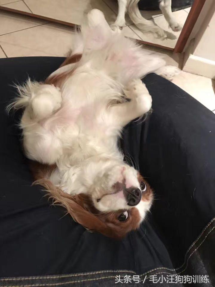 骑士查理小猎犬优缺点,养骑士查理王猎犬是什么样的体验