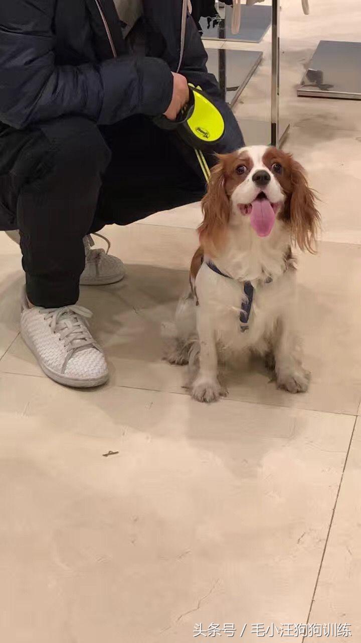 骑士查理小猎犬优缺点,养骑士查理王猎犬是什么样的体验