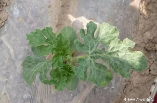 西瓜对二甲戊灵敏感吗,二甲戊灵西瓜地能用吗