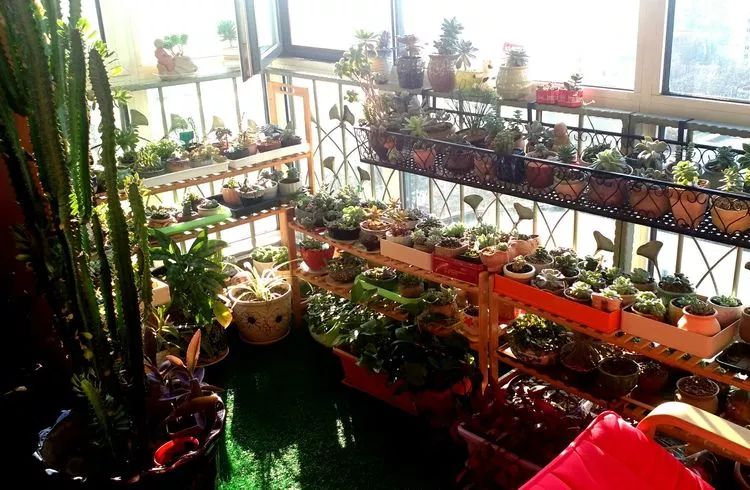 做足了功课养多肉,不用操心就能养好的多肉