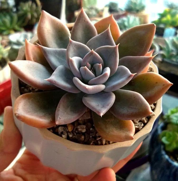 做足了功课养多肉,不用操心就能养好的多肉