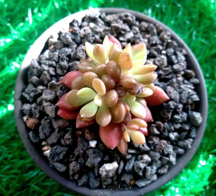 做足了功课养多肉,不用操心就能养好的多肉