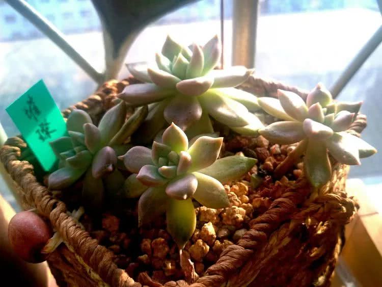 做足了功课养多肉,不用操心就能养好的多肉