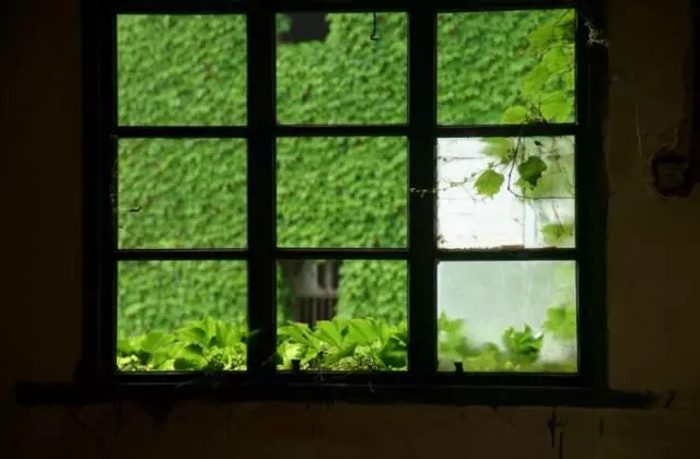 现实中的绿野仙踪,现实中真实版绿野仙踪