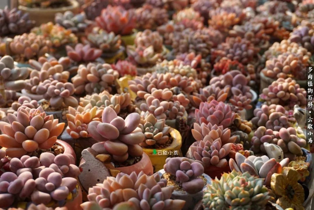 不负人间风月,不负人间风月创作的原声