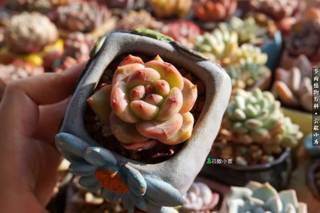 不负人间风月,不负人间风月创作的原声