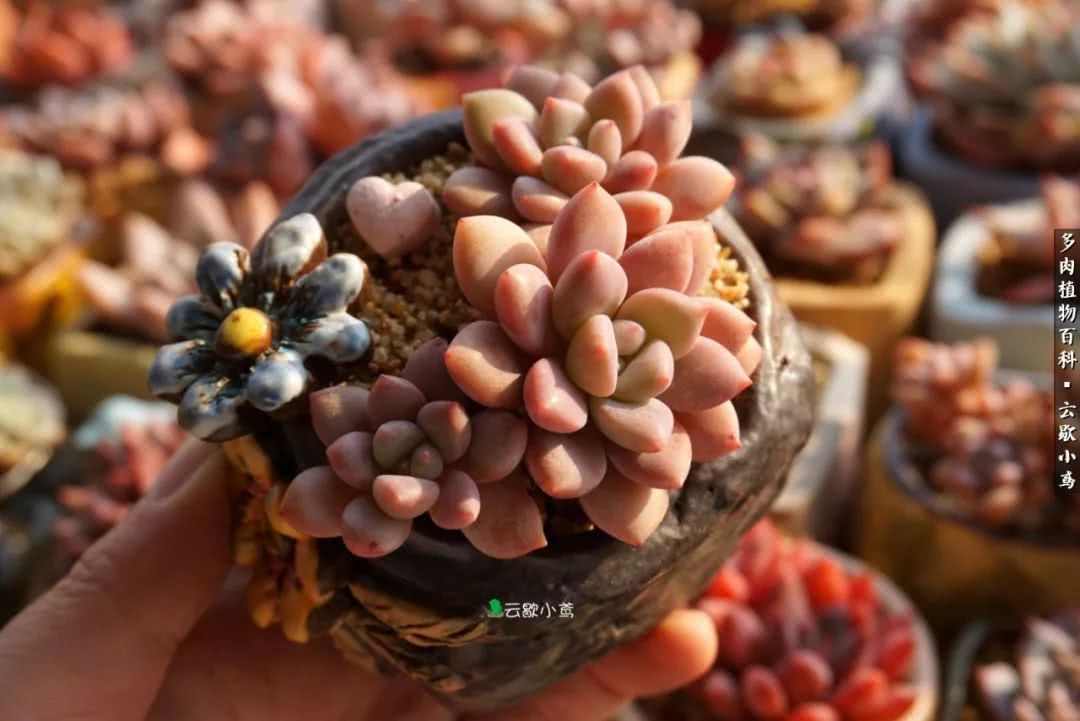 不负人间风月,不负人间风月创作的原声