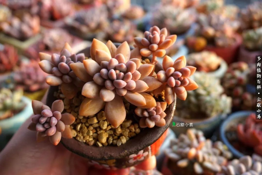 不负人间风月,不负人间风月创作的原声