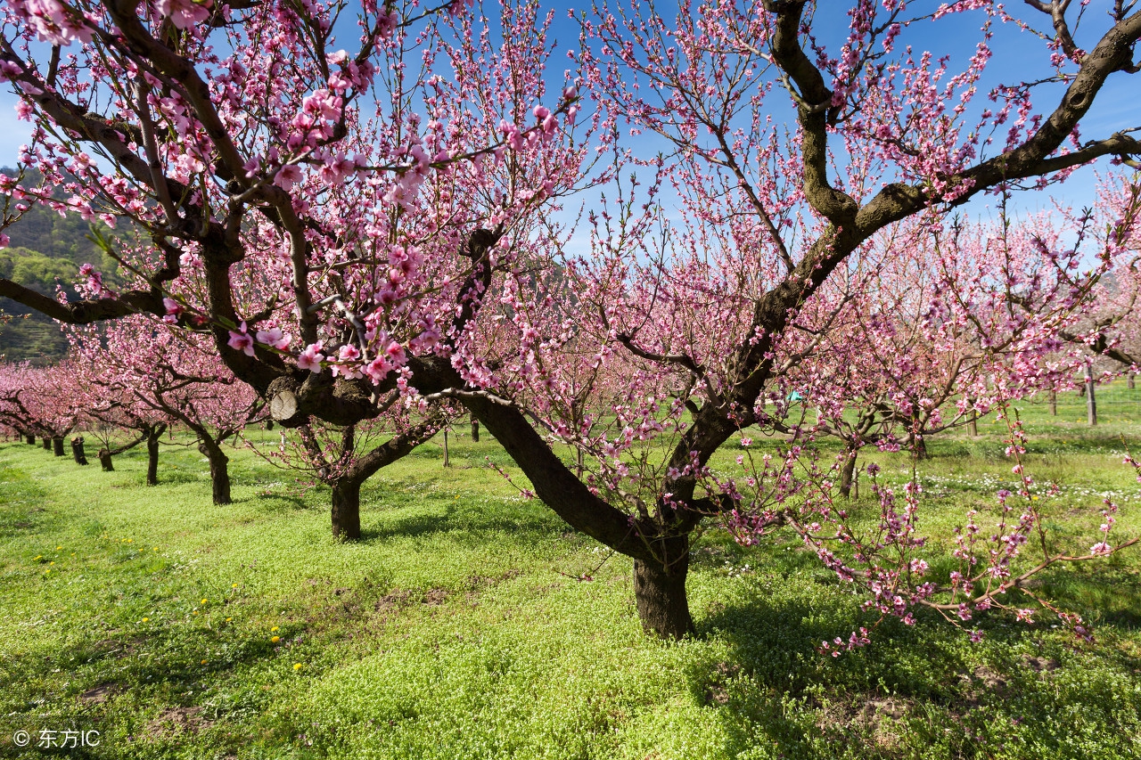 优美的带花的诗句,超惊艳的带花诗句