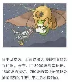 养蛙的成功经历,养蛙的感受和体验