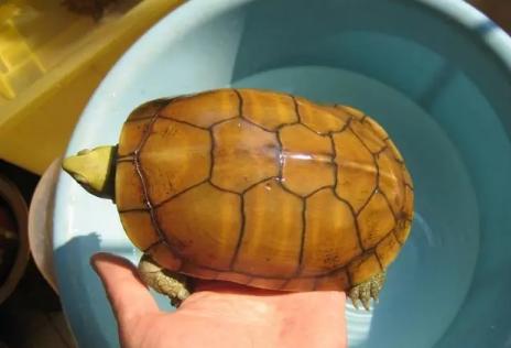 黄喉龟缸里适合养什么绿植,养黄喉小青龟违法吗