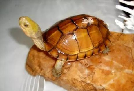 黄喉龟缸里适合养什么绿植,养黄喉小青龟违法吗