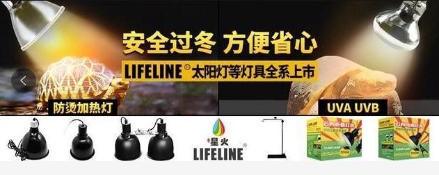 黄喉龟缸里适合养什么绿植,养黄喉小青龟违法吗