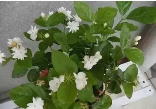 家养绿植花卉施什么肥,花卉绿植养殖方法测评