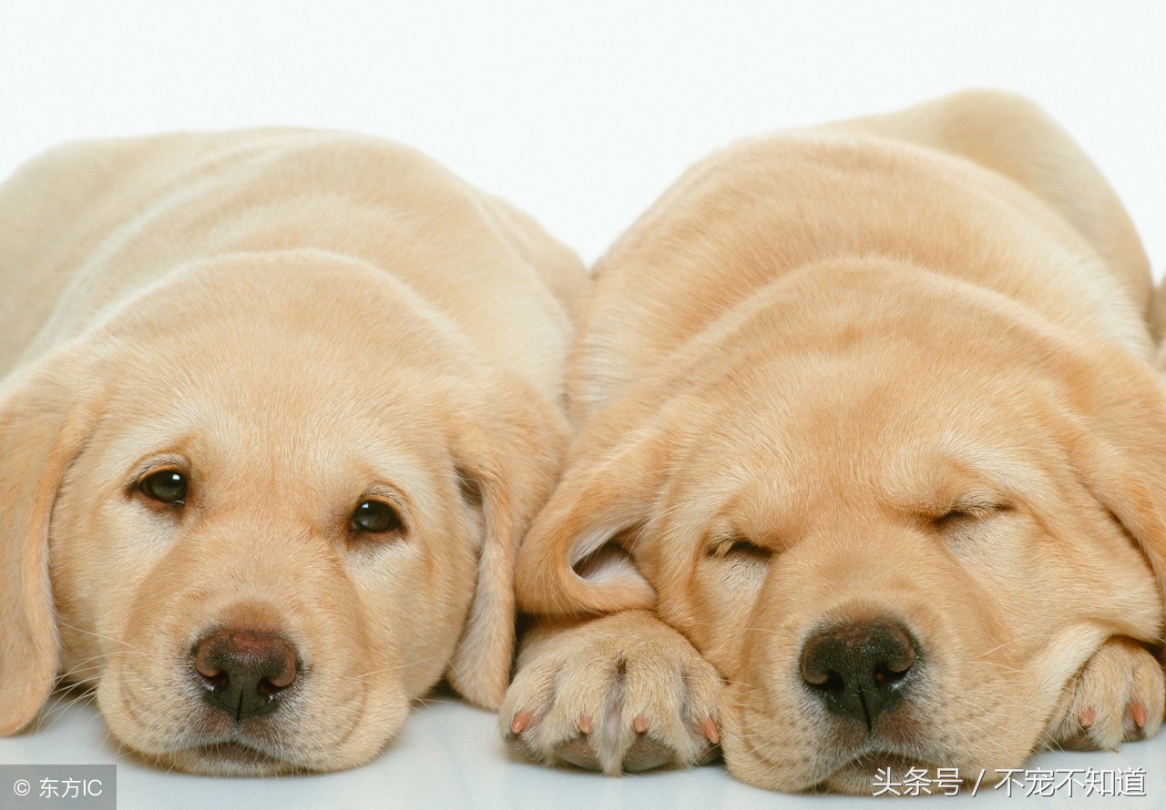 宠物疝气图片,宠物疝气分类